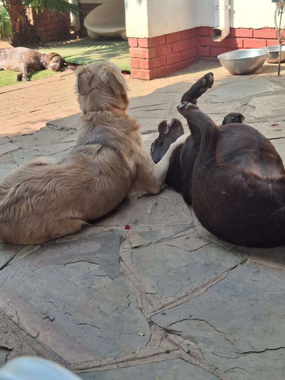 Pawsome Pups in action